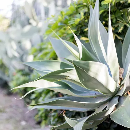 Happy Days Capo Vaticano