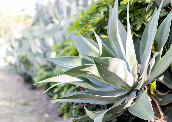 Happy Days Capo Vaticano