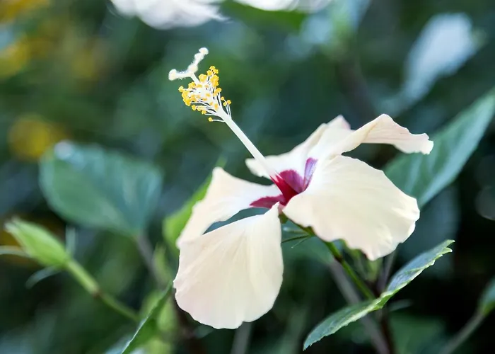 Happy Days 4* Capo Vaticano